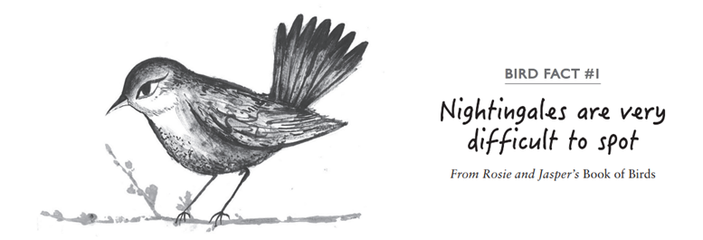 Nightingale Bird Facts